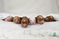 Snooze and Sniff-Australian Labradoodle Breeder image 2